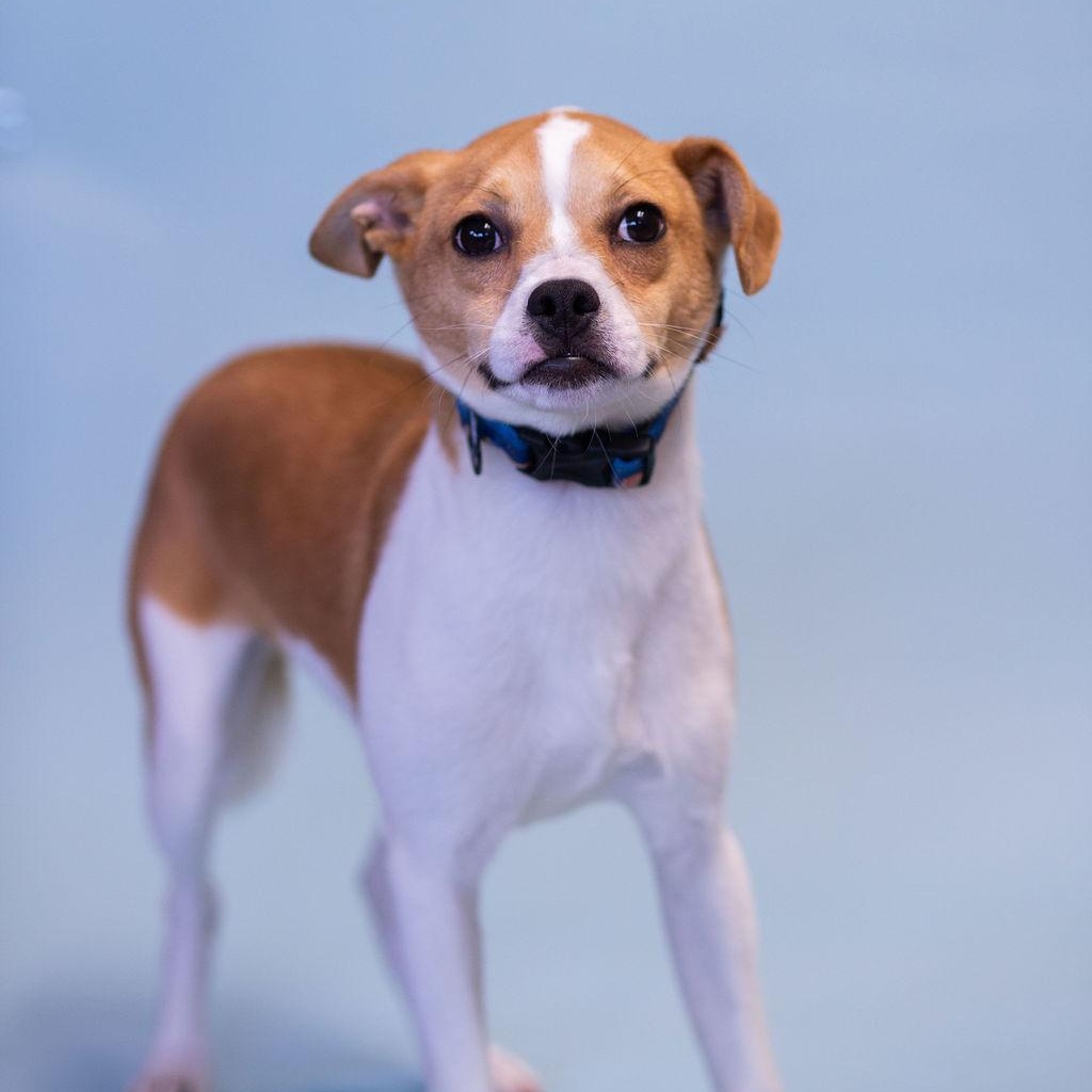 Enlarge Bear, an adopted mixed breed in Owensboro, KY image 1/3