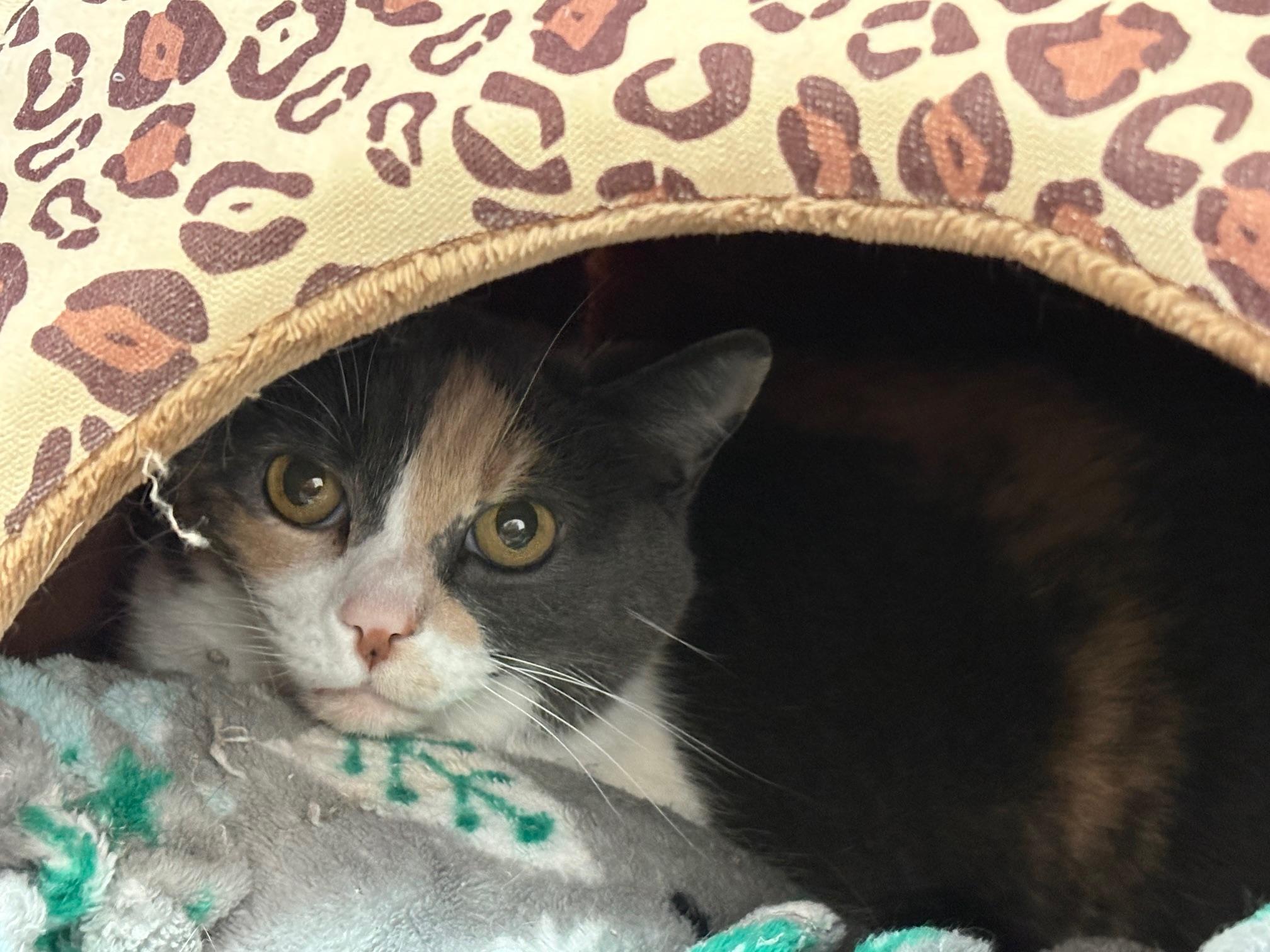 Cally Ann, Adoptable, Adult Female Domestic Medium Hair.