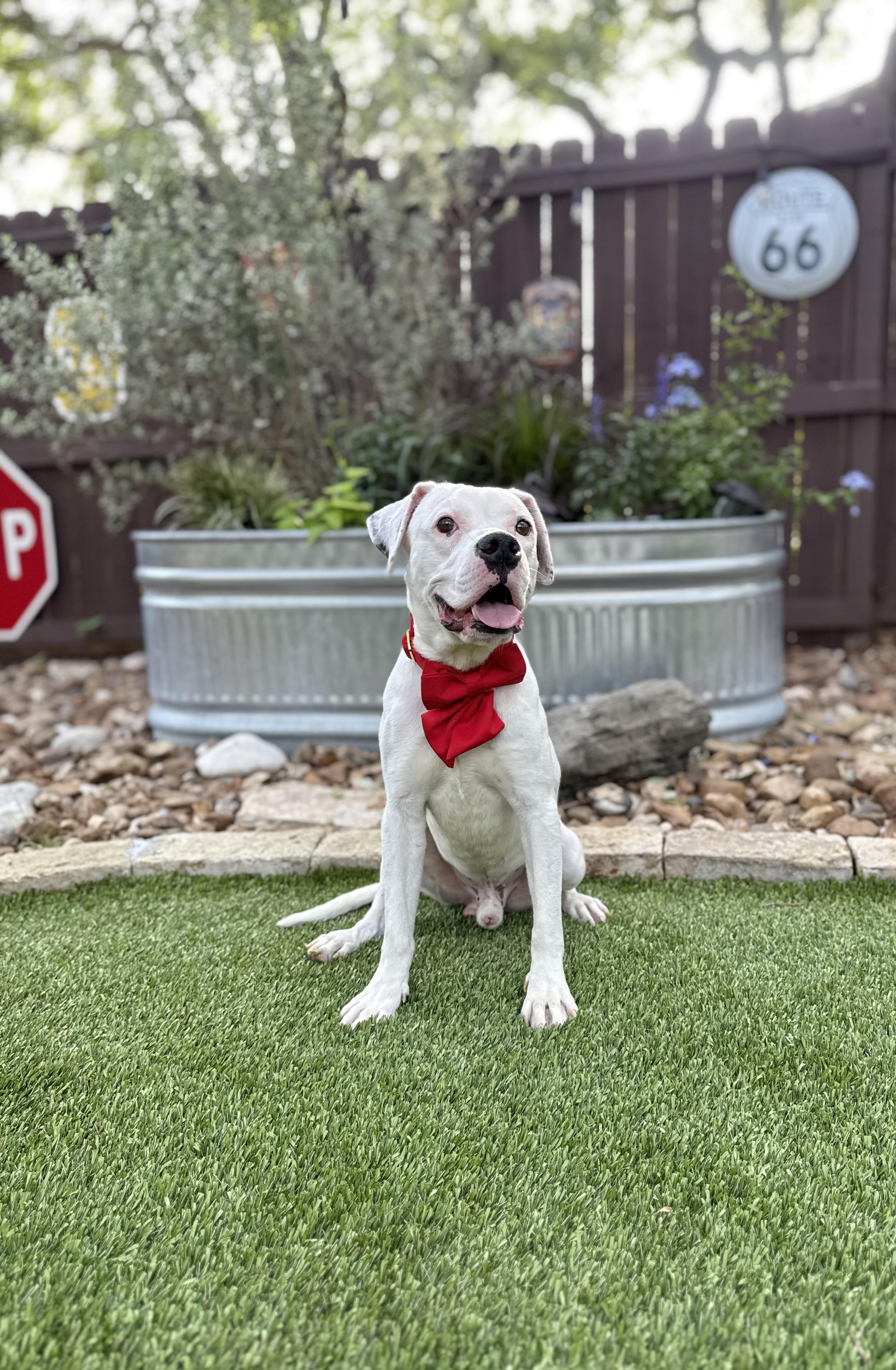 Enlarge Toby, an adopted mixed breed in Bozeman, MT image 3/6
