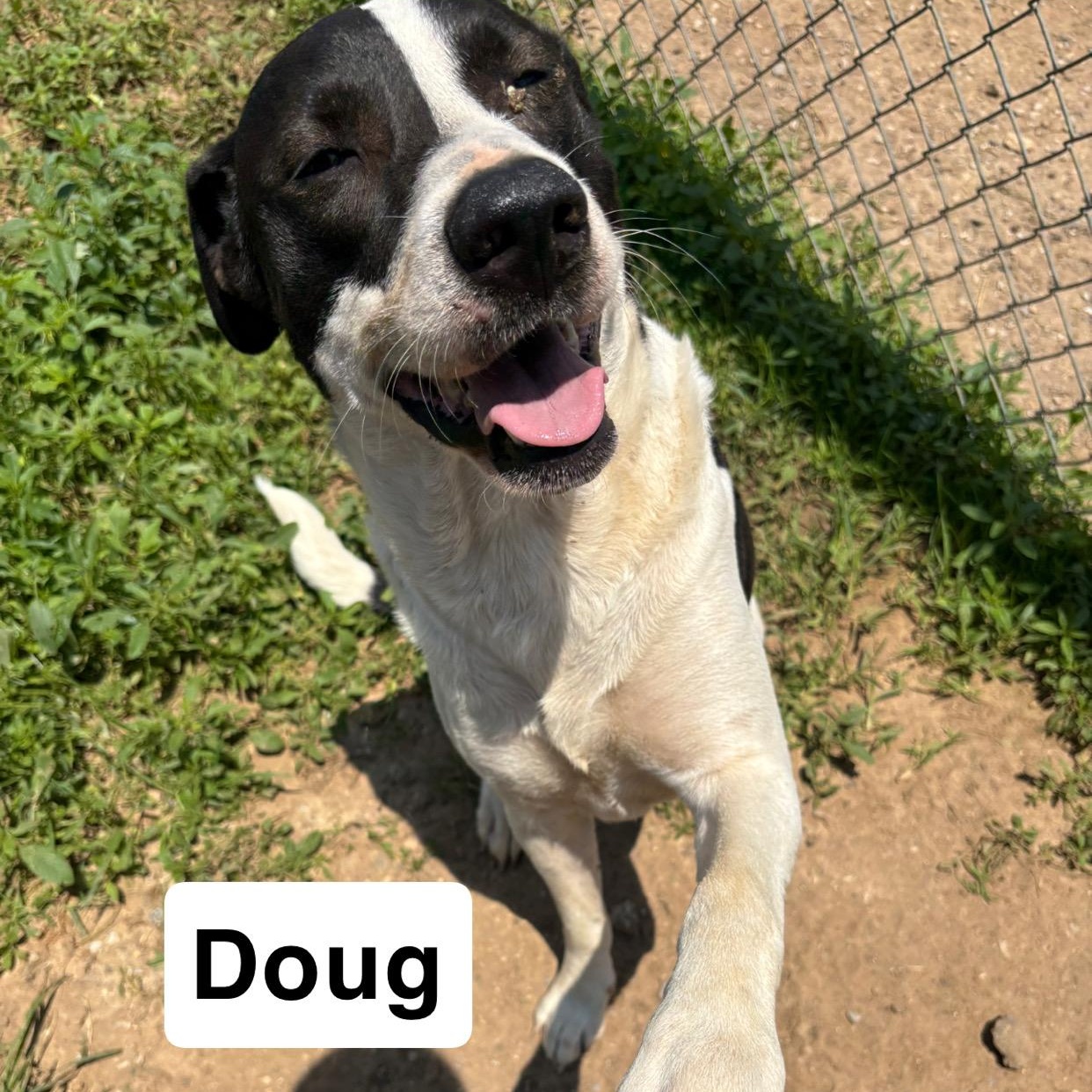 Doug, an adoptable German Shepherd Dog, Bullmastiff in BLACKWELL, OK, 74631 | Photo Image 1