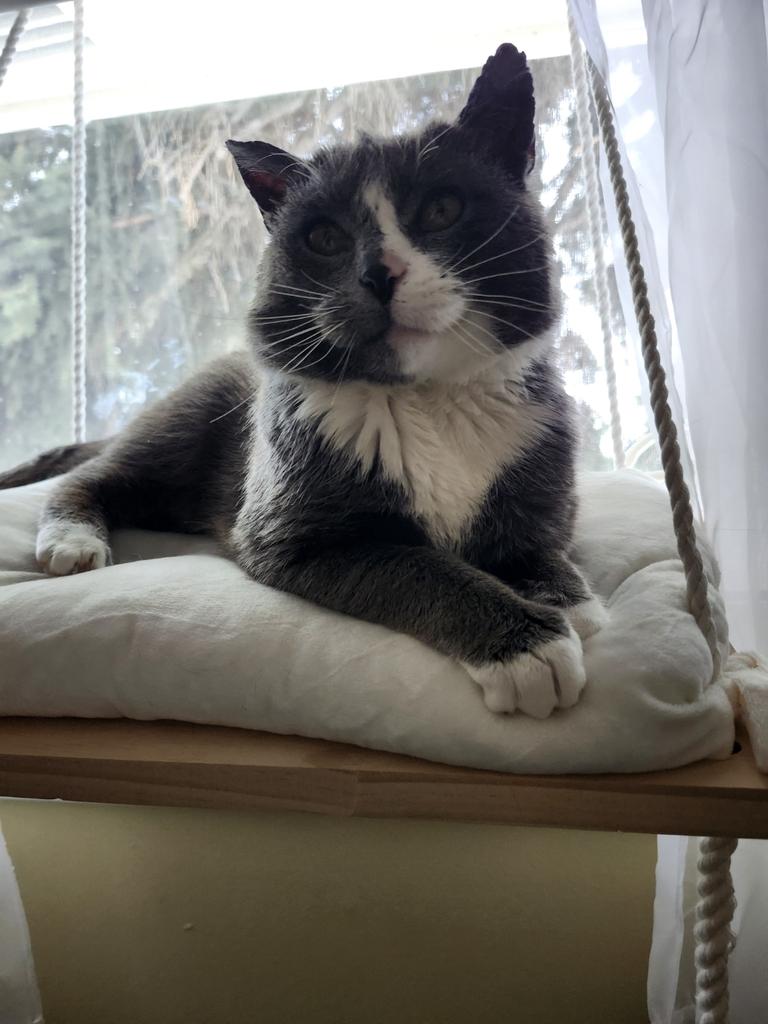 Enlarge Eduardo, an adopted Domestic Short Hair in Saskatoon, SK image 1/1