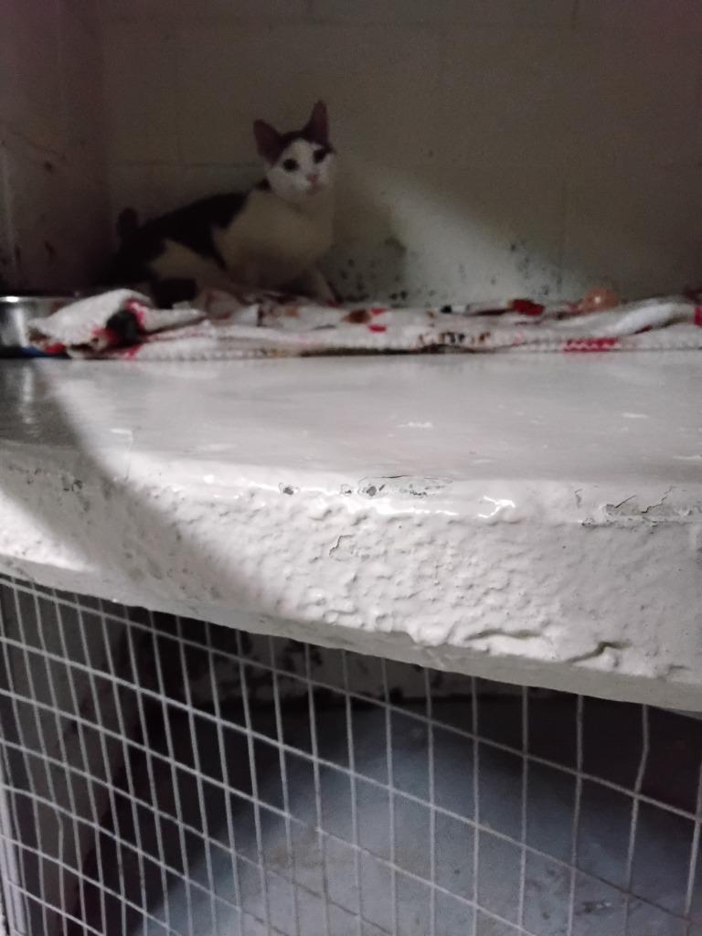 Pouncer, Adoptable, Adult Female Domestic Short Hair.