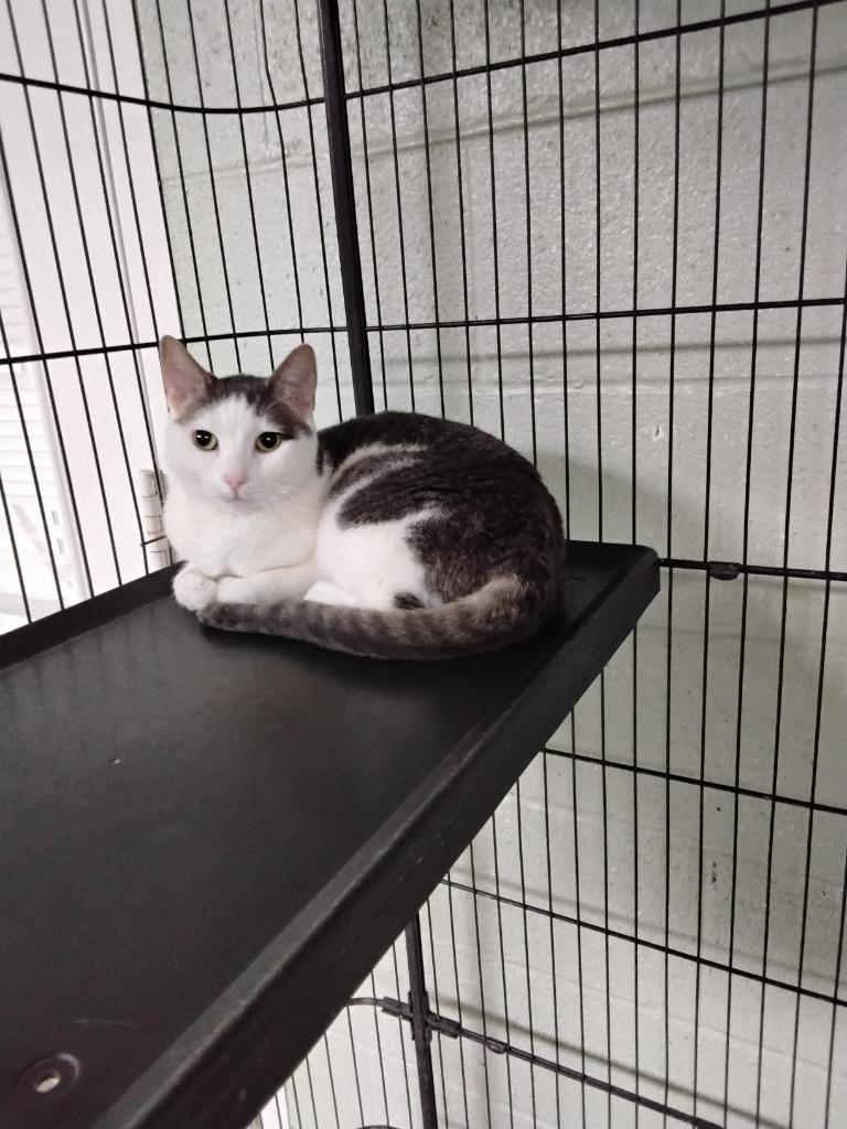 Enlarge Pouncer, a Adoptable mixed breed in Ada, OK image 2/2