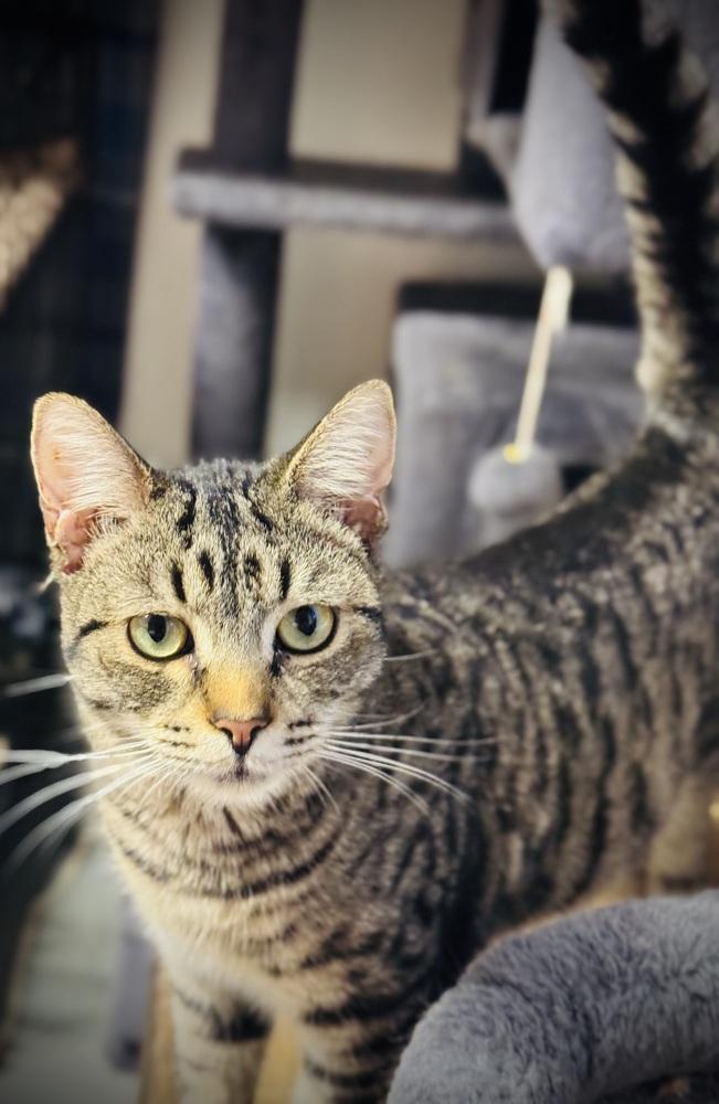 Vivi, Adoptable, Young Female Domestic Short Hair.