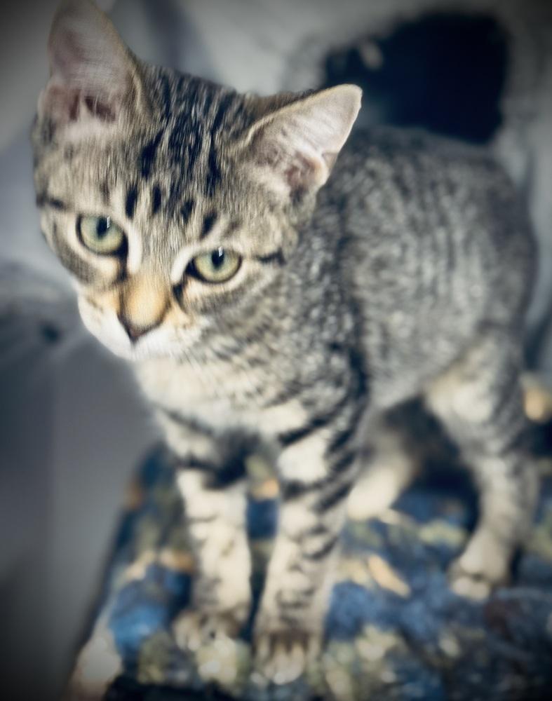 Enlarge Vivi, a Adoptable mixed breed in Jackson, GA image 2/6