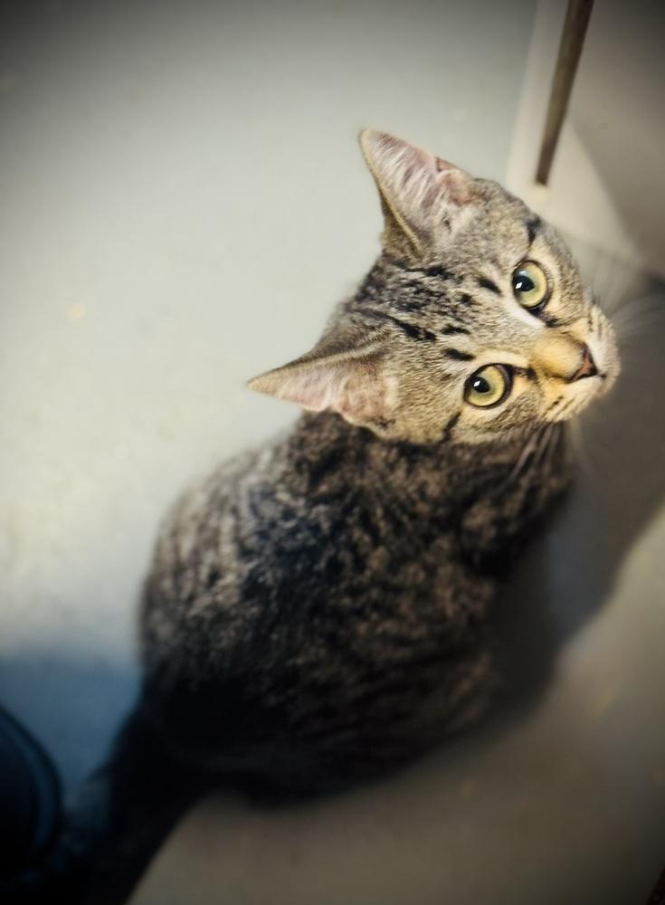 Enlarge Vivi, a Adoptable mixed breed in Jackson, GA image 3/6