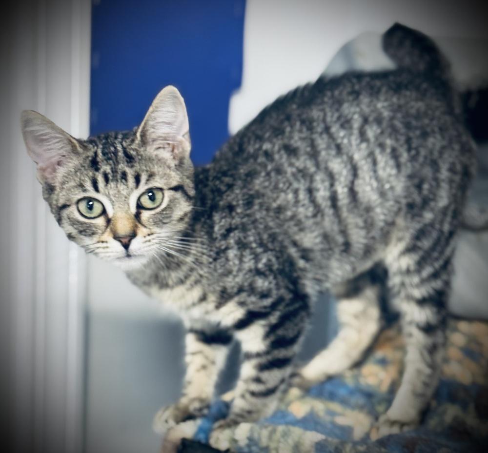 Enlarge Vivi, a Adoptable mixed breed in Jackson, GA image 4/6