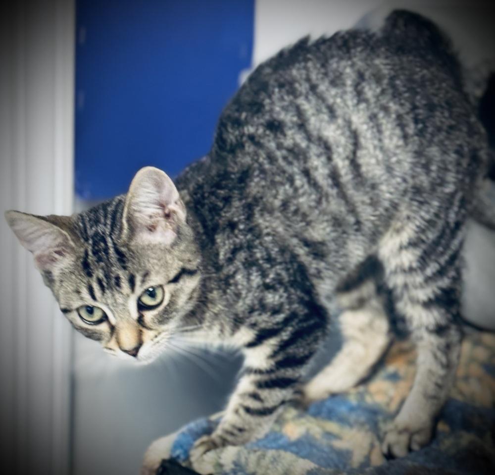 Enlarge Vivi, a Adoptable mixed breed in Jackson, GA image 5/6