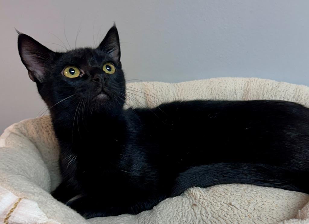 Enlarge Chuck, a Adoptable mixed breed in Waynesville, MO image 1/1