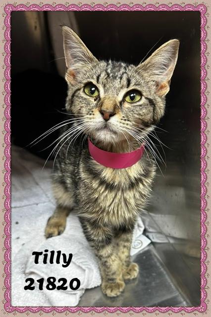 TILLY (R), adopted, Kitten Female Domestic Short Hair & Tabby.