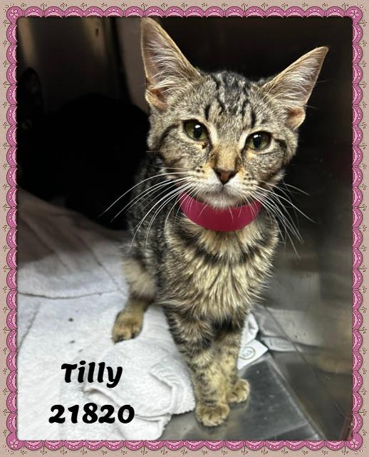 Enlarge TILLY (R), an adopted mixed breed in Marietta, GA image 6/6