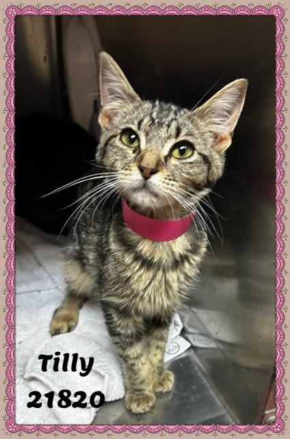 Enlarge TILLY (R), an adopted mixed breed in Marietta, GA image 3/6