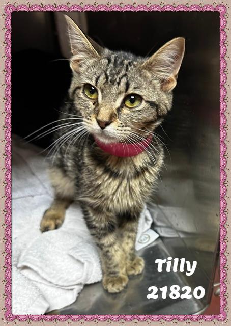Enlarge TILLY (R), an adopted mixed breed in Marietta, GA image 2/6