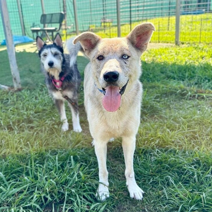 Enlarge Rocco Socco the Regal Rico Suave, a Adoptable mixed breed in Montreal, QC image 3/6