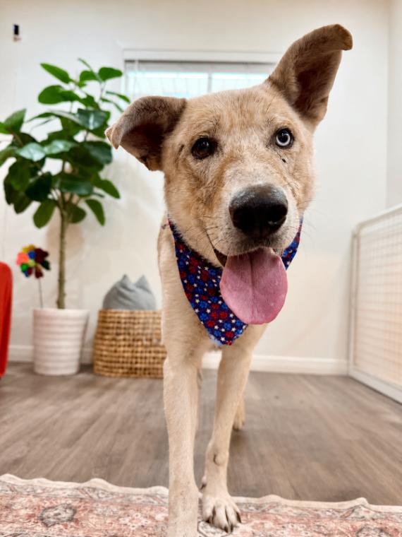 Enlarge Rocco Socco the Regal Rico Suave, a Adoptable mixed breed in Montreal, QC image 4/6