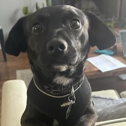 Bruce, adopted, Young Male Dachshund & Terrier.