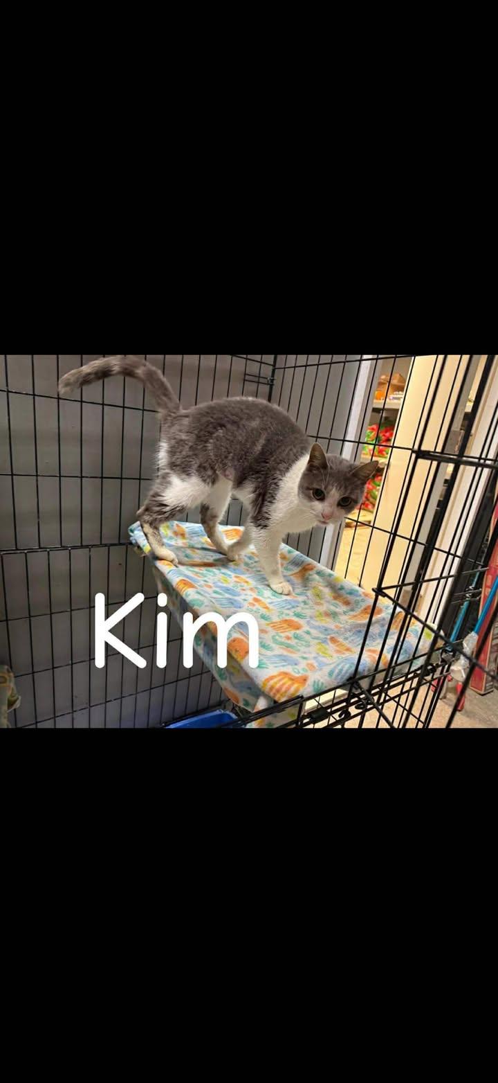 Enlarge Kim, a Adoptable Domestic Short Hair in Winchester, IN image 1/1