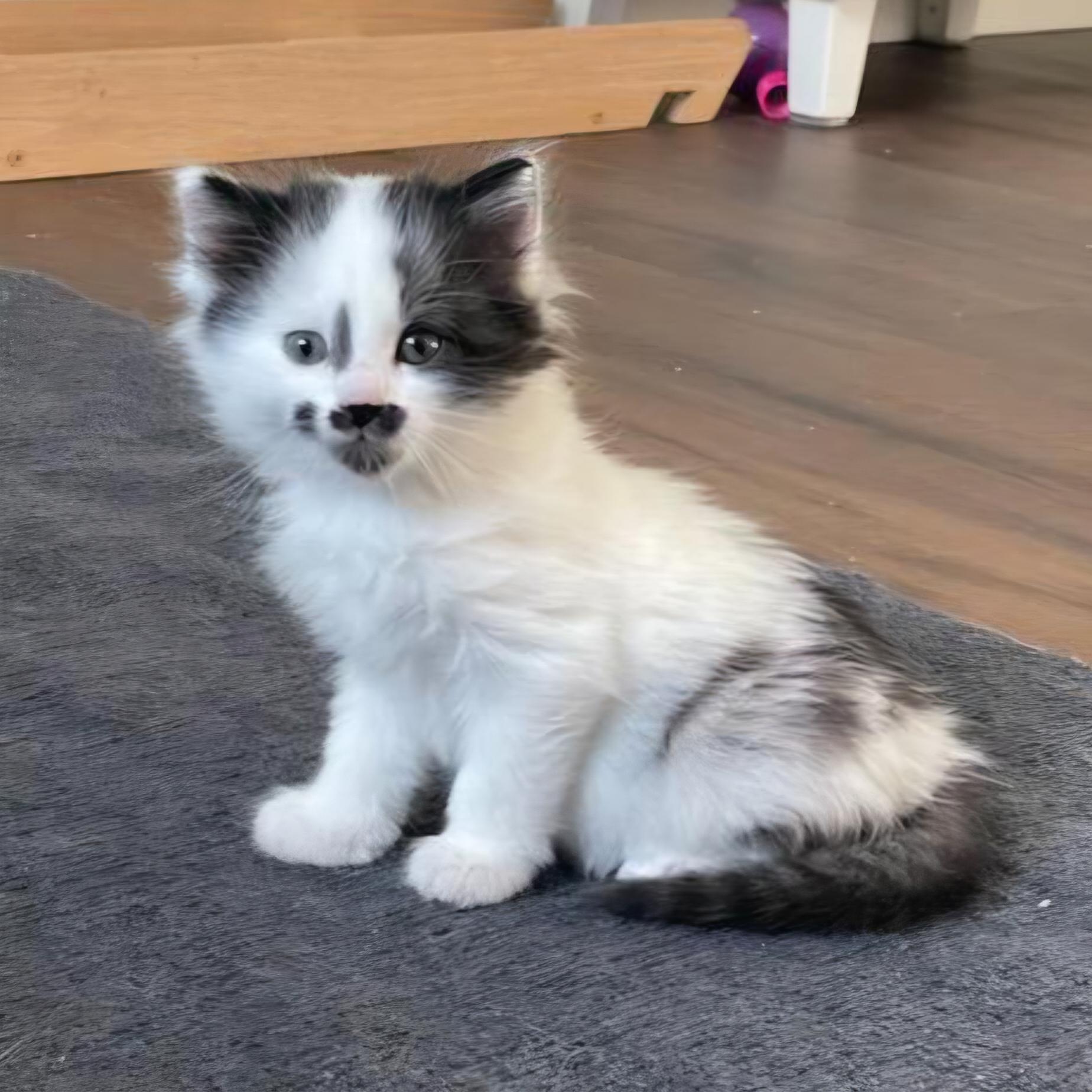 Enlarge Quinoa, an adopted Domestic Long Hair in Grand Rapids, MI image 2/5