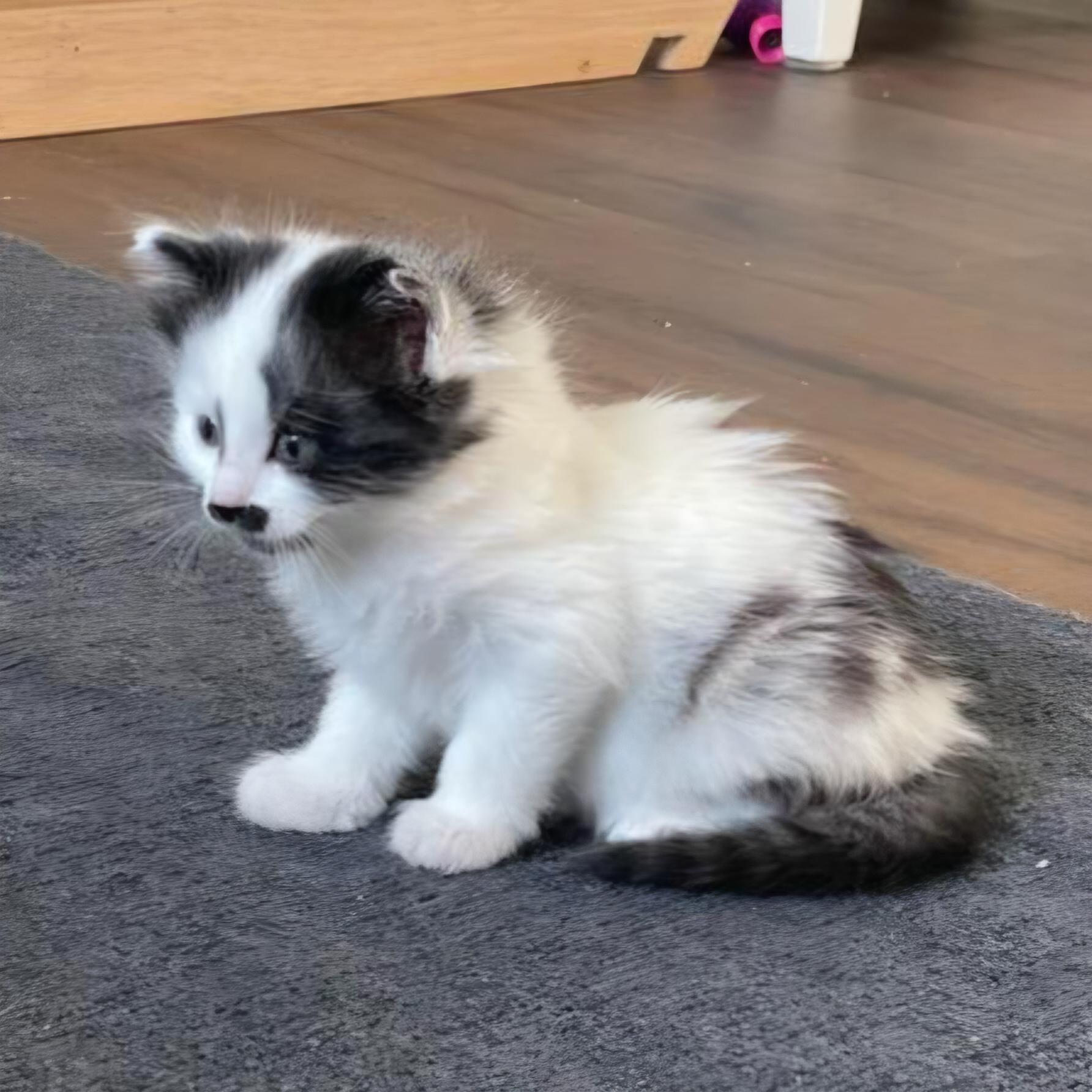 Enlarge Quinoa, an adopted Domestic Long Hair in Grand Rapids, MI image 4/5