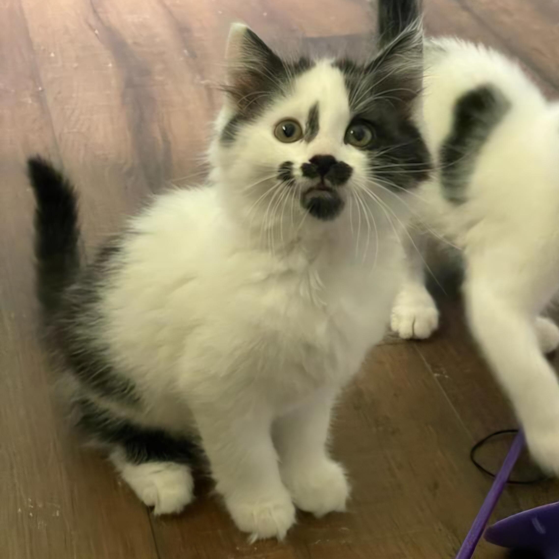 Quinoa, adopted, Kitten Female Domestic Long Hair.