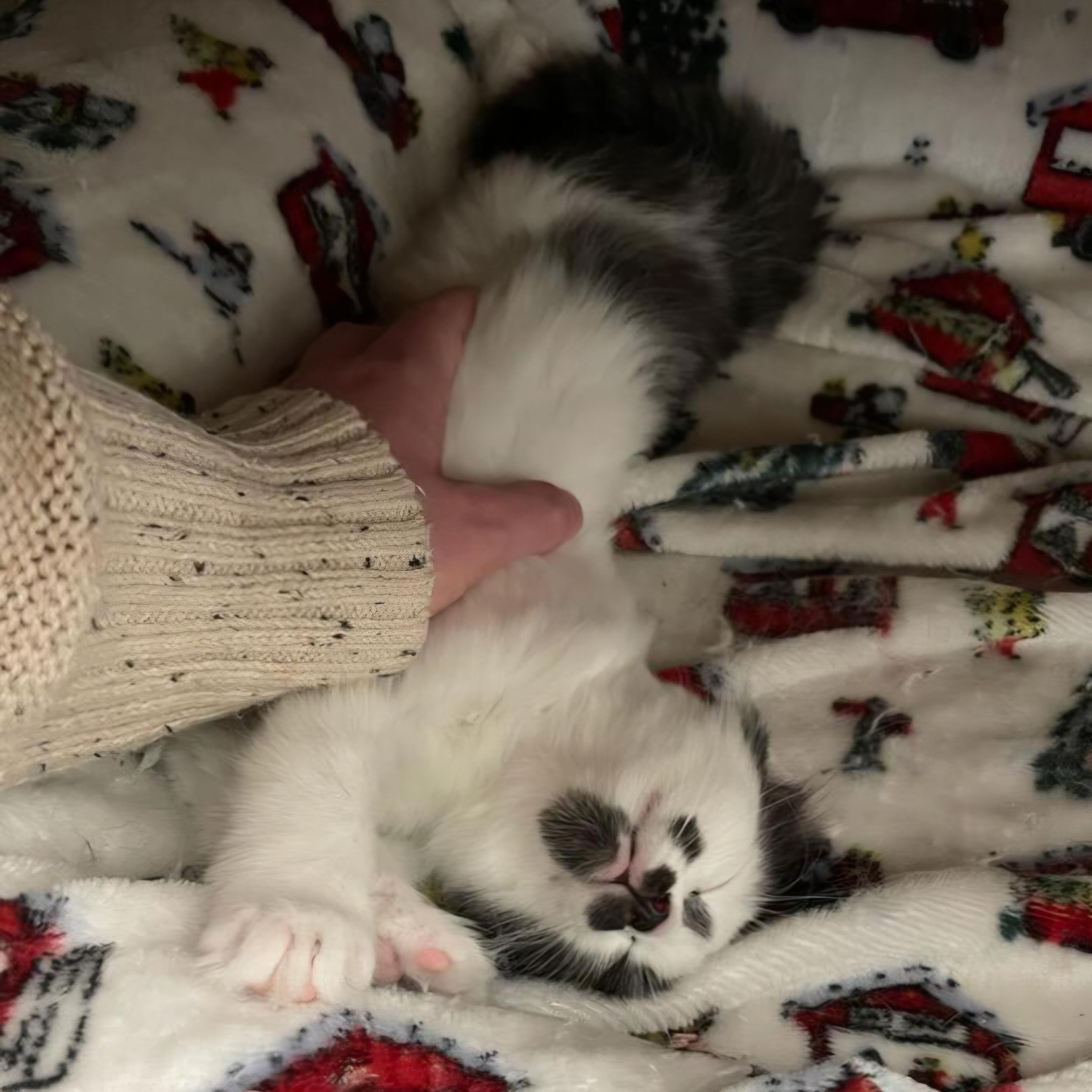 Enlarge Quinoa, an adopted Domestic Long Hair in Grand Rapids, MI image 3/5