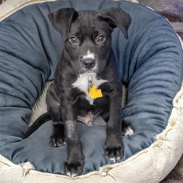 PAUL, Adoptable, Puppy Male Pit Bull Terrier & Labrador Retriever.