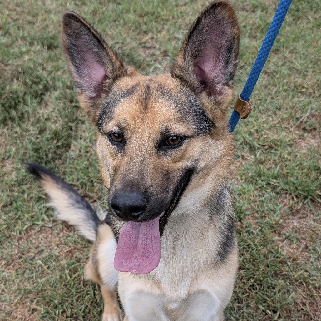 Burrito, Adoptable, Young Male German Shepherd Dog.