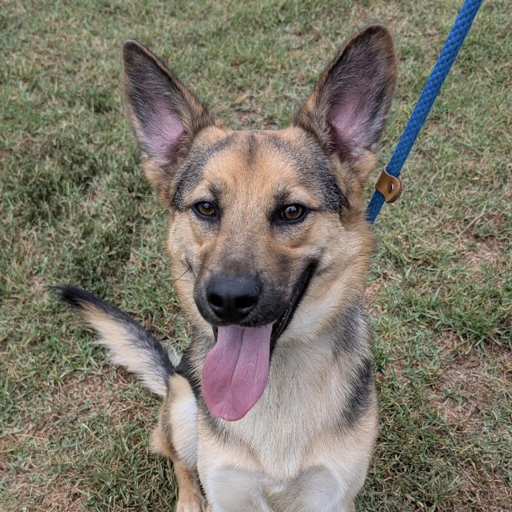 Enlarge Burrito, a Adoptable mixed breed in Long Beach, CA image 3/3