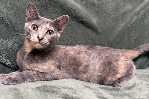 Enlarge Bella, an adopted Domestic Short Hair in Miller Beach, IN image 1/1