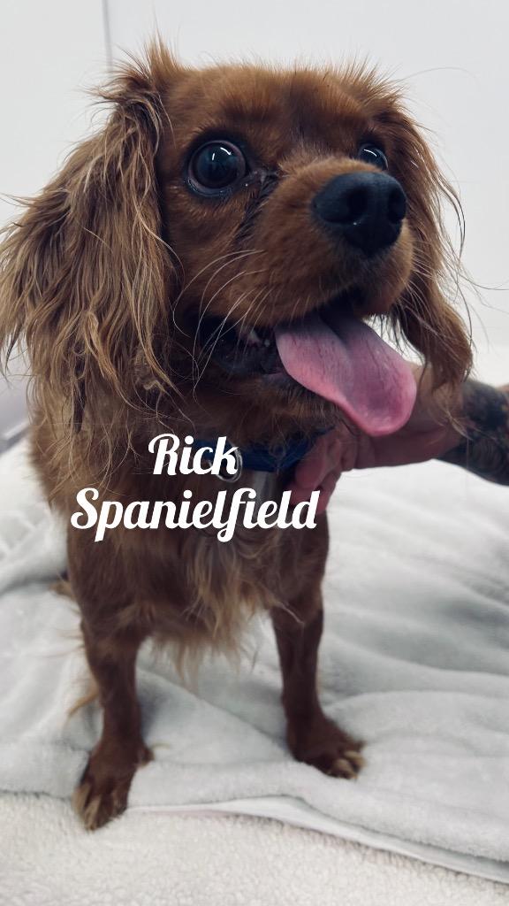 Enlarge Rick Spanielfield, a Adoptable mixed breed in Jacksonville, IL image 1/1