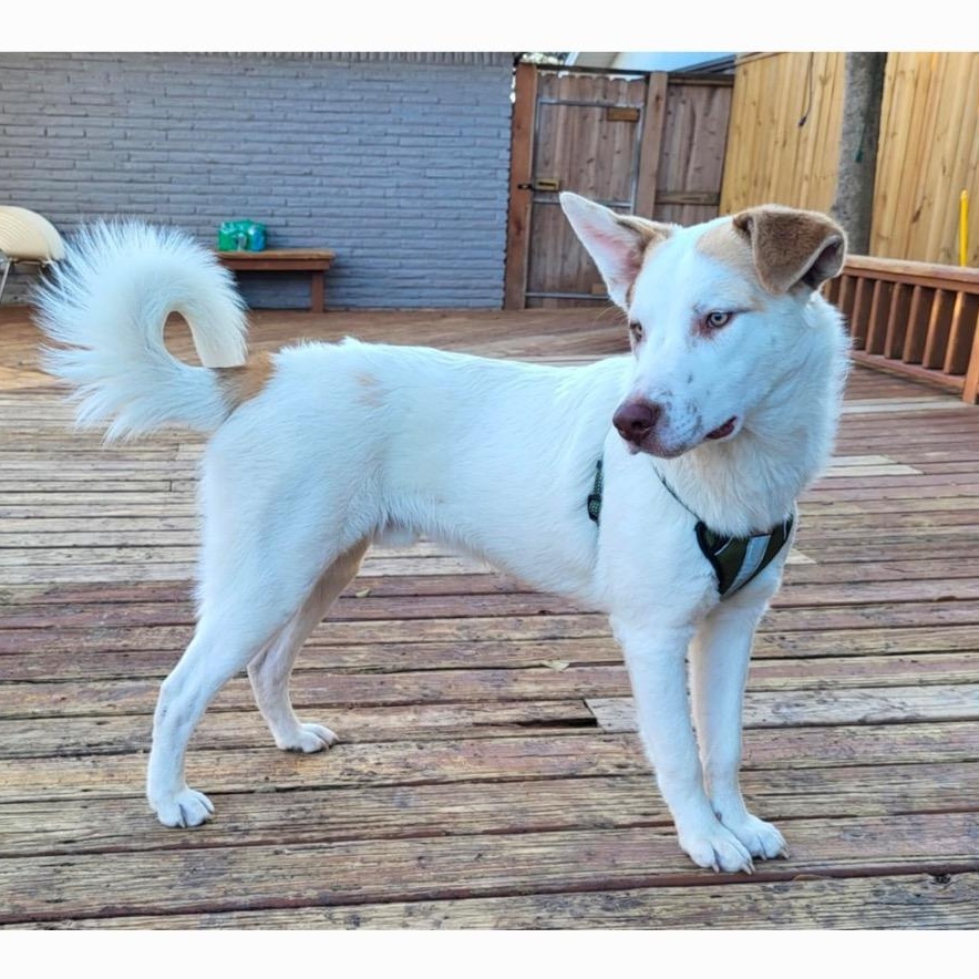 Oatmeal, Young Male Labrador Retriever