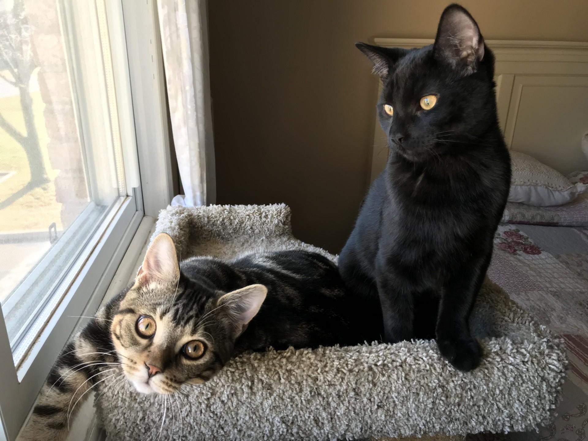 Enlarge KIRBY, a ADOPTABLE mixed breed in Niagara on the Lake, ON image 4/6