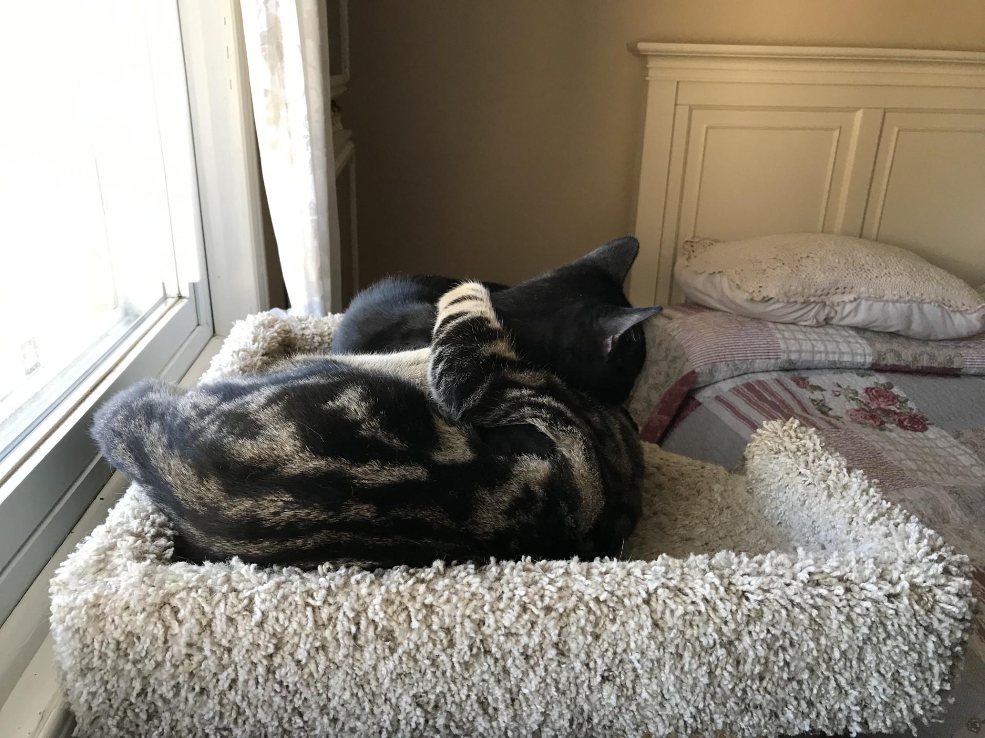 Enlarge KIRBY, a ADOPTABLE mixed breed in Niagara on the Lake, ON image 5/6