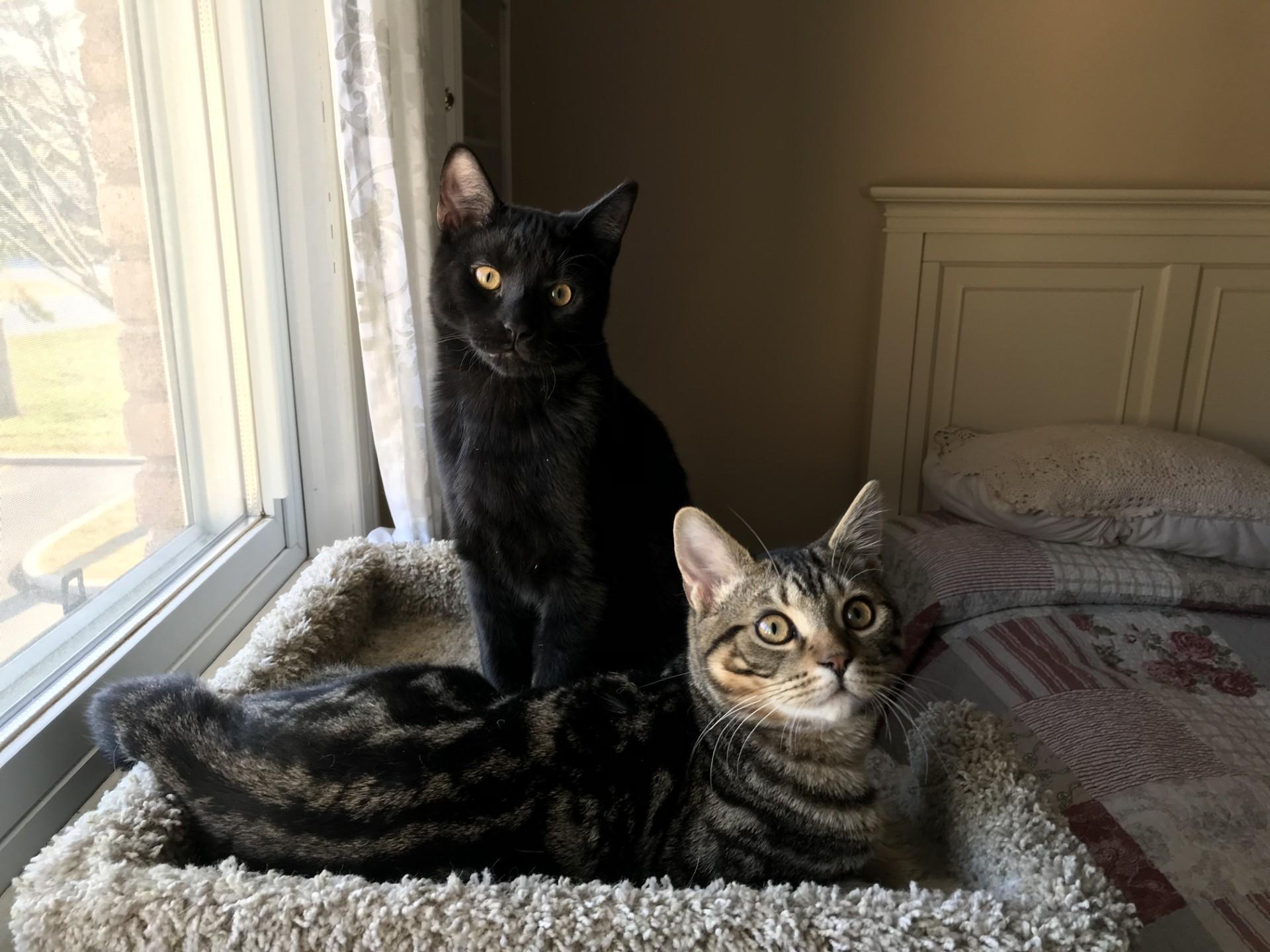 Enlarge KIRBY, a ADOPTABLE mixed breed in Niagara on the Lake, ON image 6/6