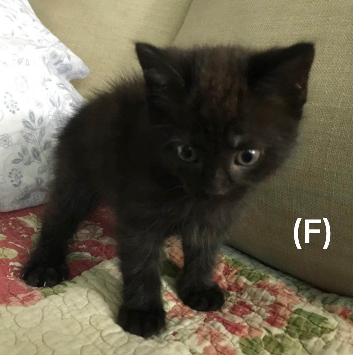 Enlarge KIRBY, a ADOPTABLE mixed breed in Niagara on the Lake, ON image 2/6