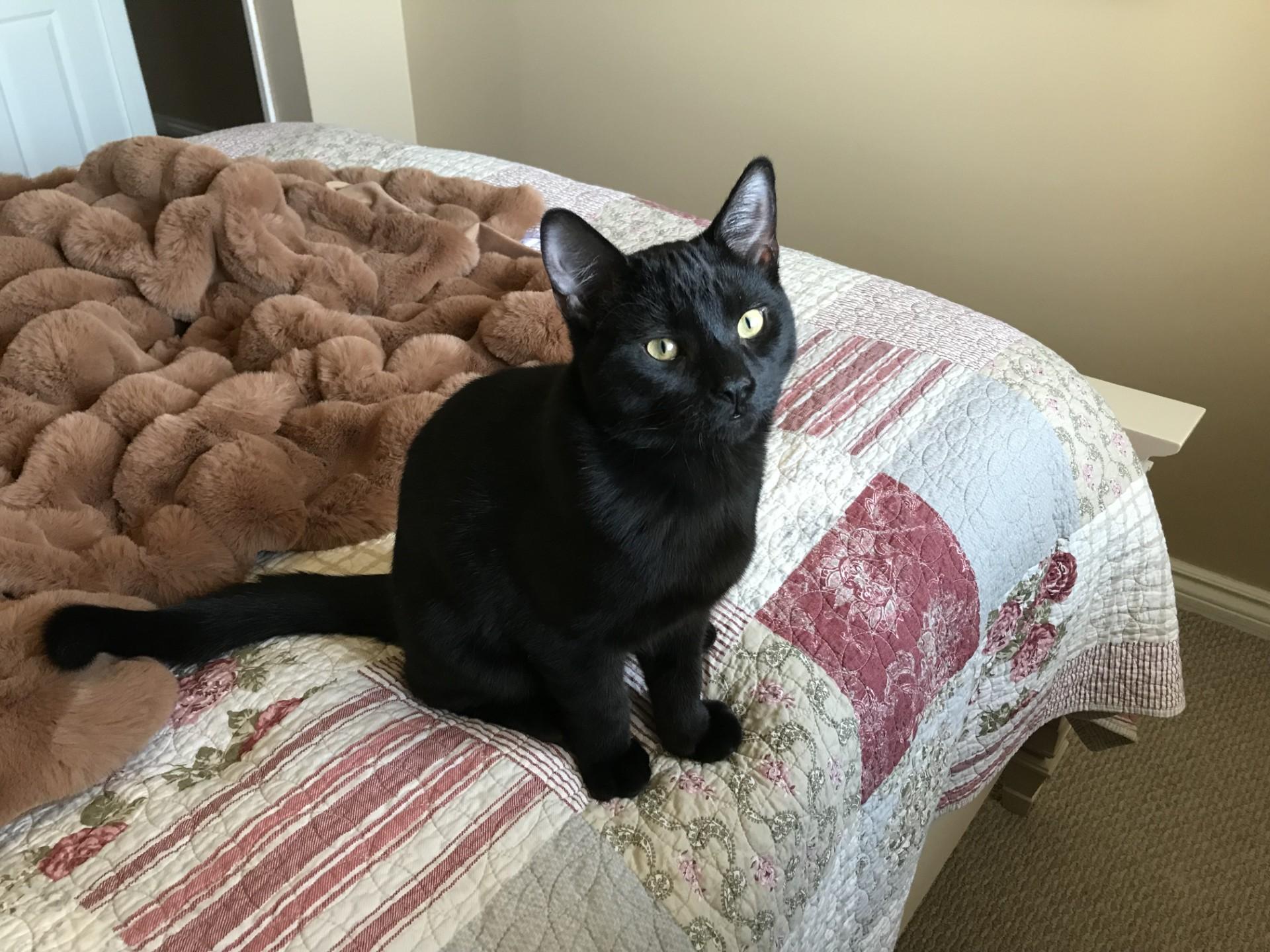 KIRBY, ADOPTABLE, Young Male Bombay.