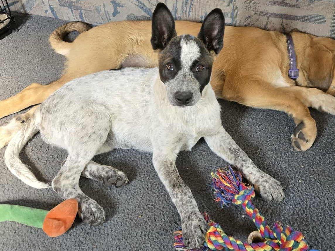Wren, an adoptable Australian Cattle Dog / Blue Heeler, Mixed Breed in Republic, WA, 99166 | Photo Image 1