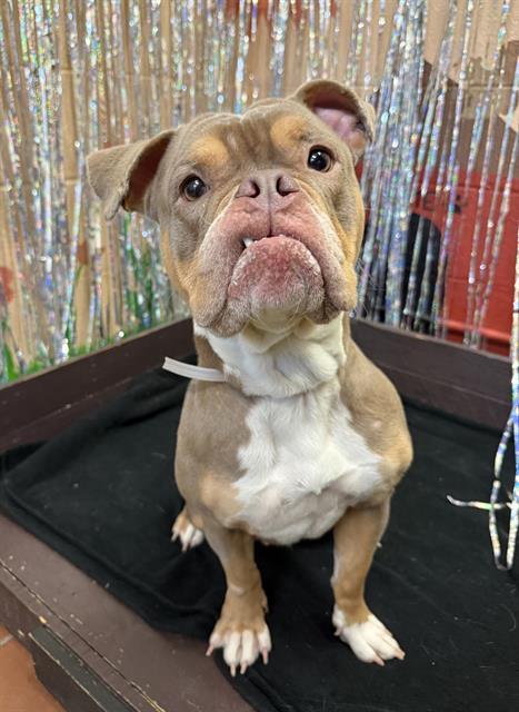 TAHJA, Adoptable, Young Female English Bulldog & Pit Bull Terrier.