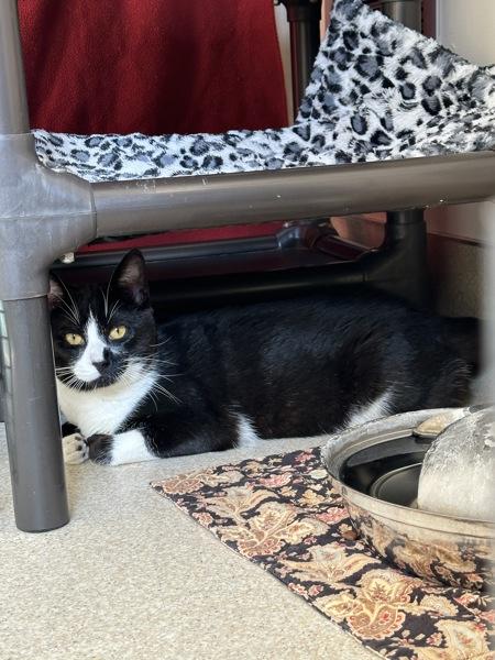 Colsen, Adoptable, Young Male Domestic Short Hair.