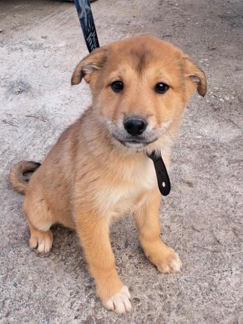 Gingersnap, ADOPTABLE, Puppy Female Husky & Border Collie.