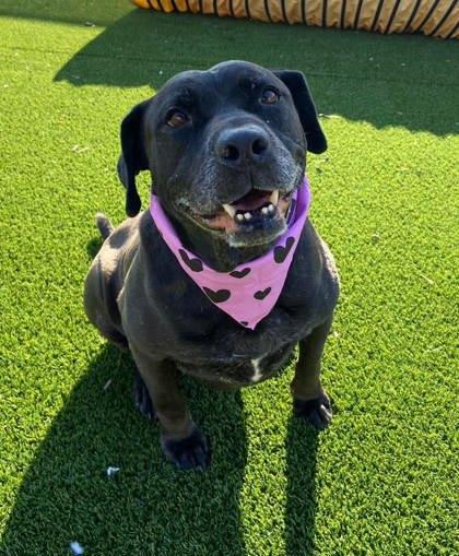 Tia, Adoptable, Adult Female Labrador Retriever & Shar-Pei.