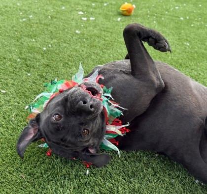 Enlarge Tia, a Adoptable mixed breed in Chesapeake, VA image 2/3