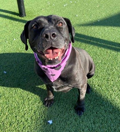 Enlarge Tia, a Adoptable mixed breed in Chesapeake, VA image 3/3