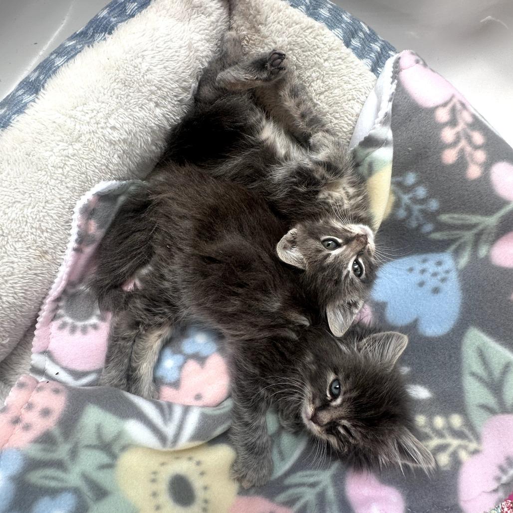 Nova, Adoptable, Kitten Female Domestic Medium Hair.