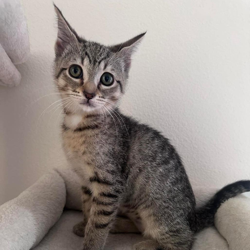 Nova, a Adoptable Domestic Medium Hair in Meridian, ID image 2/2