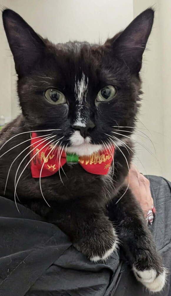 Otto, Adoptable, Kitten Male Domestic Short Hair.