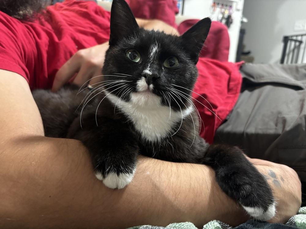 Enlarge Otto, a Adoptable Domestic Short Hair in Bellingham, WA image 3/4