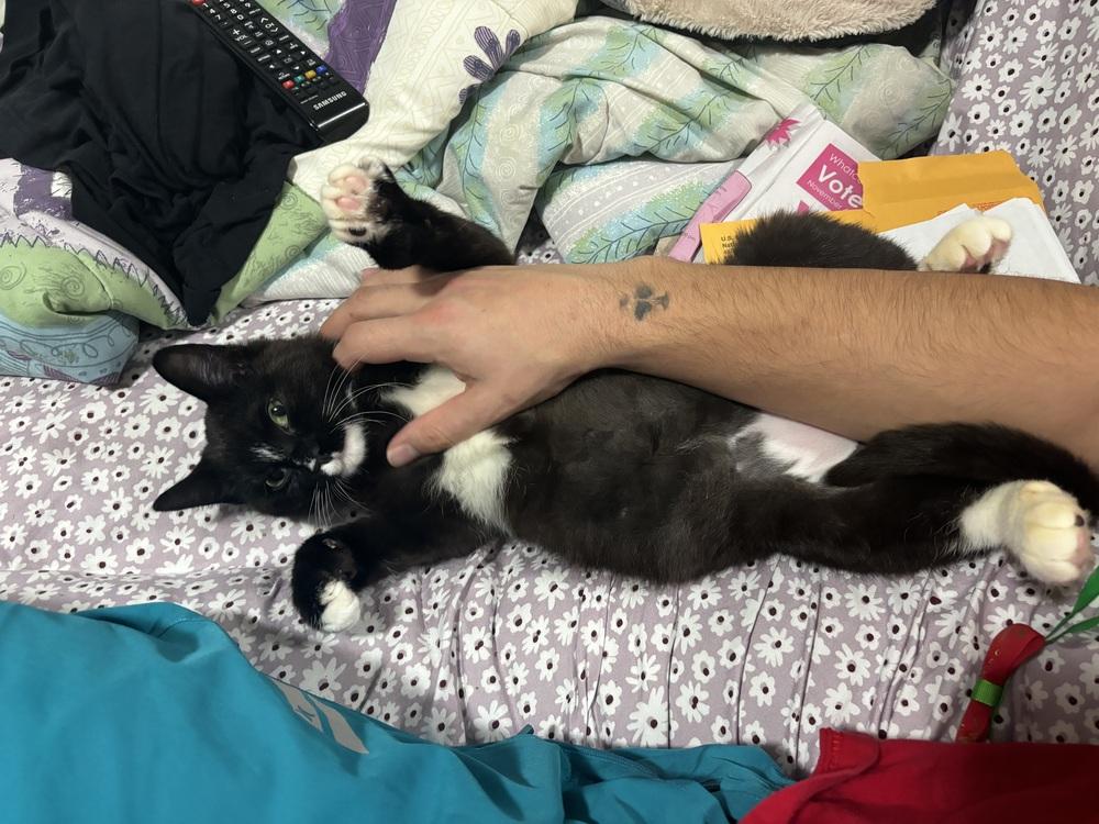 Enlarge Otto, a Adoptable Domestic Short Hair in Bellingham, WA image 4/4
