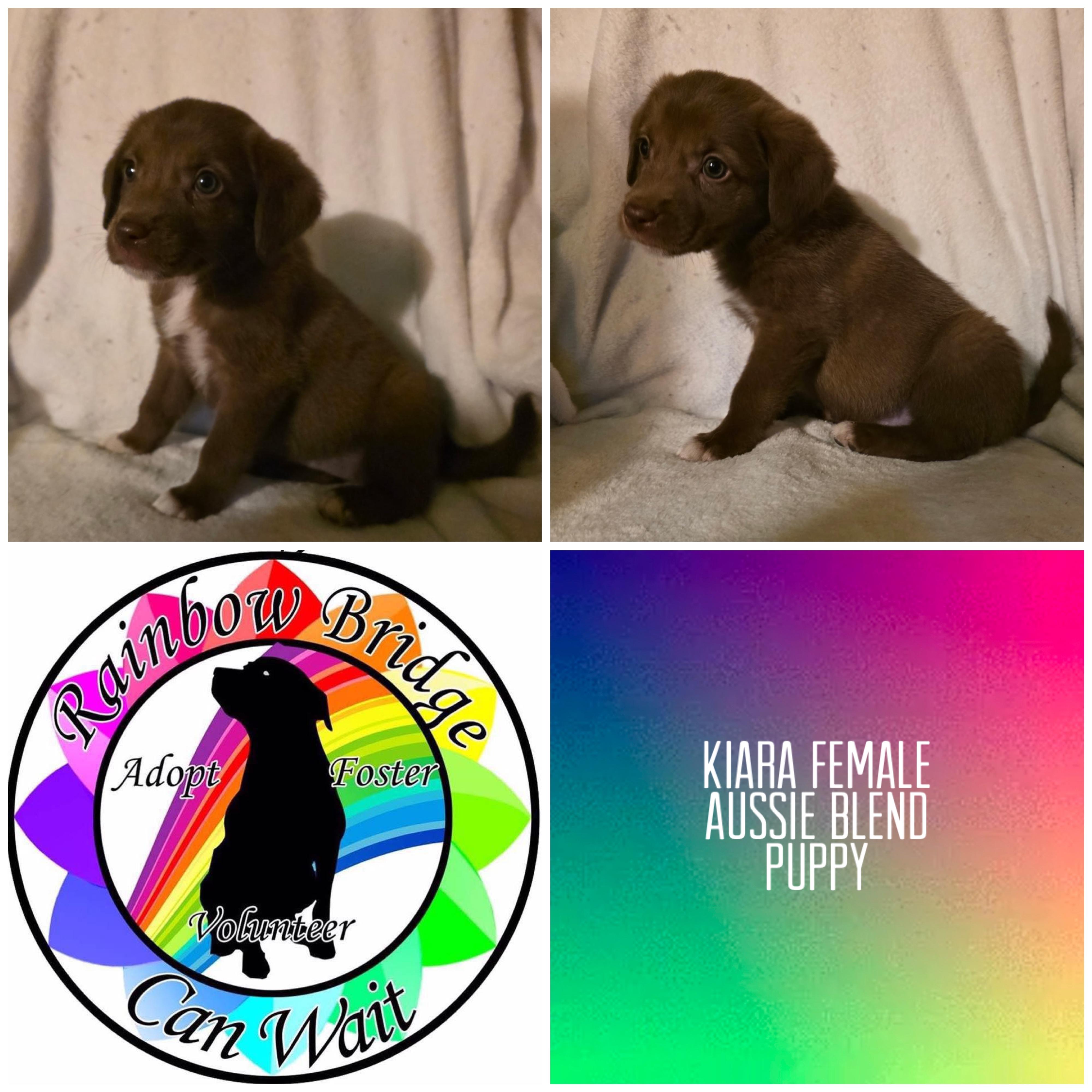 Kiara, Adoptable, Puppy Female Australian Shepherd.