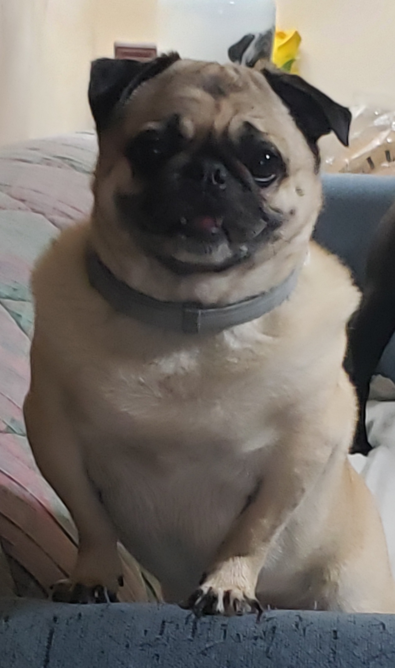 George, Adopted, Adult Male Pug.